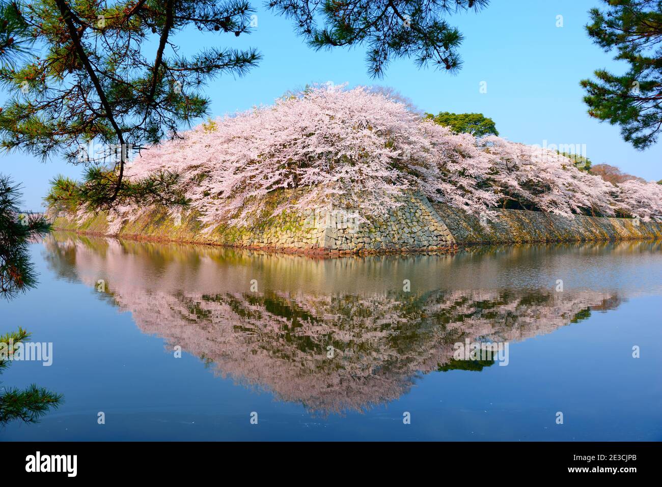 Hikone, Japan at the castle moat during spring season. Stock Photo