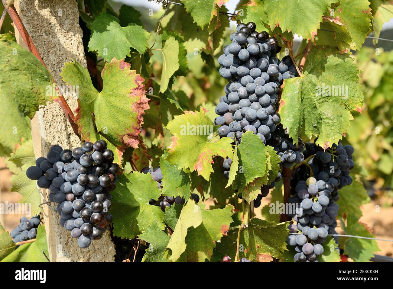 Italy, Sardinia, Tertenia: ripe grapes in vineyards Stock Photo