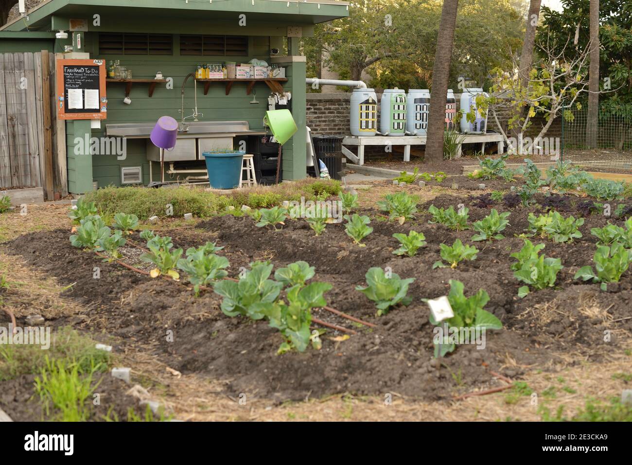Urban garden and my 1959 Sheaffer PFMs I, II, and III, while garden is
