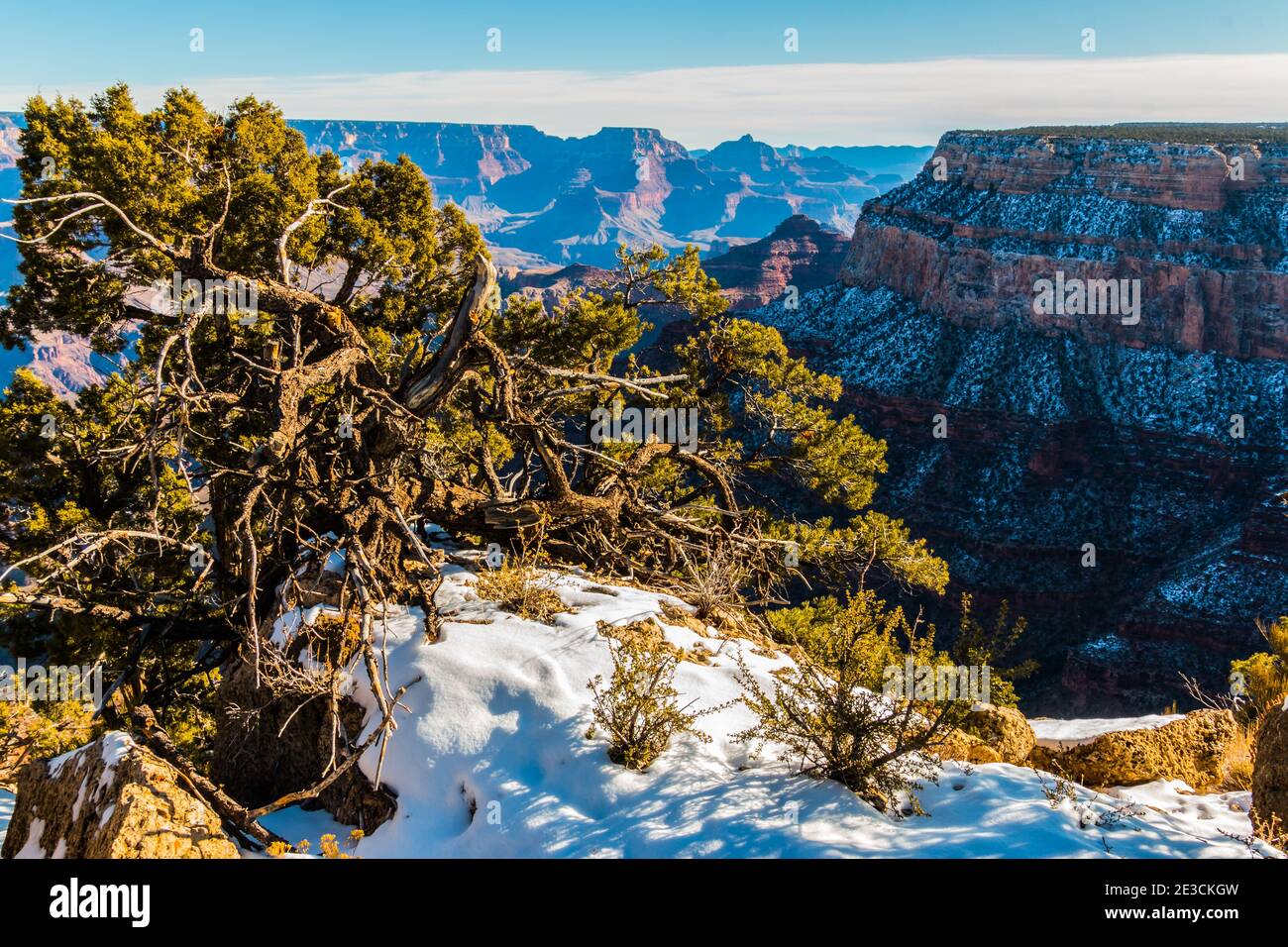 Pinyon Pine On The Edge Of The South Rim at Maricopa Point  Grand Canyon National Park, Arizona, USA Stock Photo