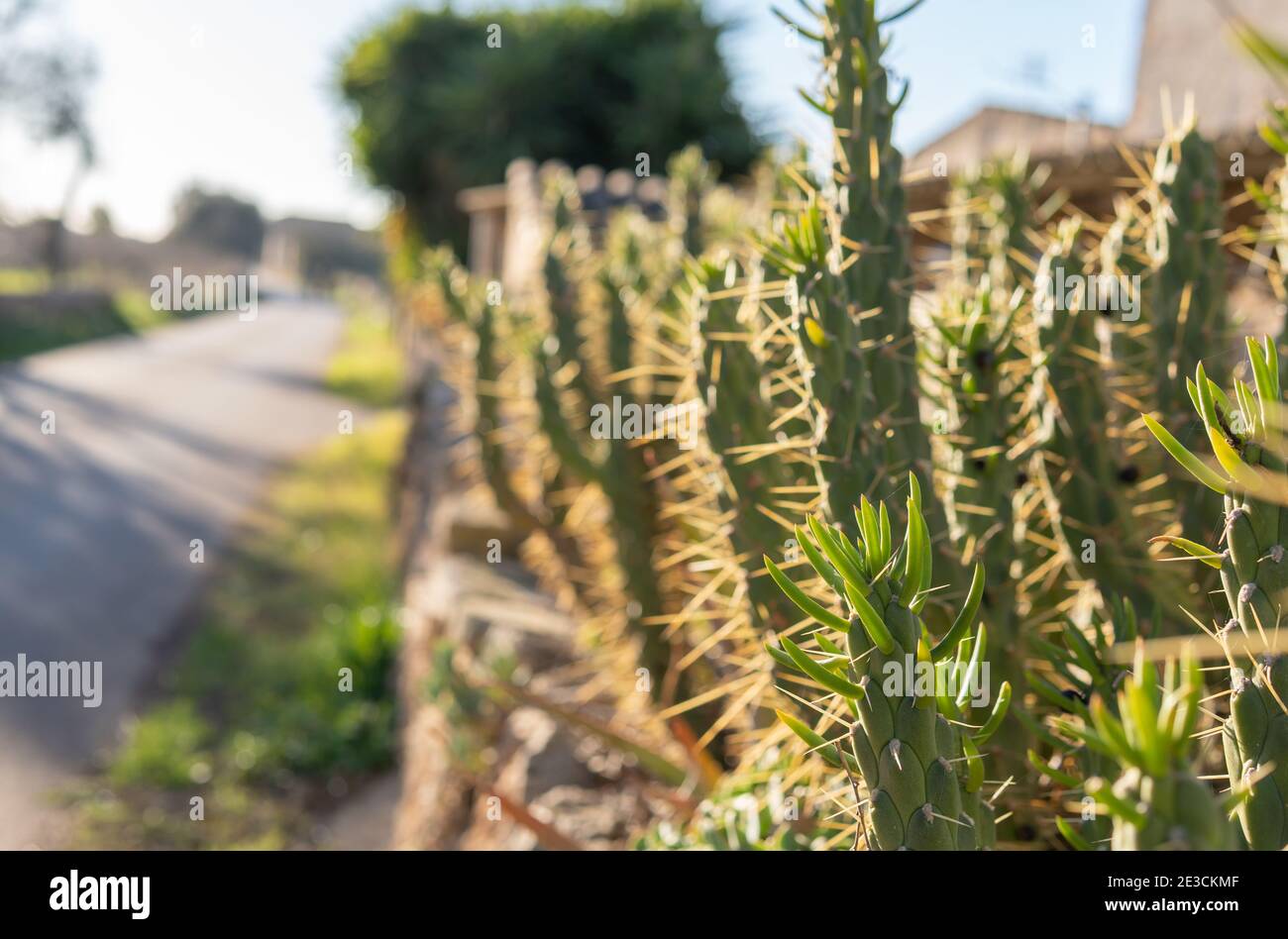 Close-up of a cactus (Opuntia subulata Engelm.) with the background out of focus on a sunny evening on a country road Stock Photo