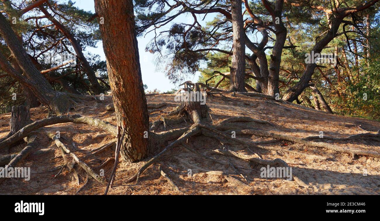 A group of pine trees in the sunlight on top of a sand dune.  'Kootwijkerzand' is a drifting sand area in the Netherlands. Stock Photo