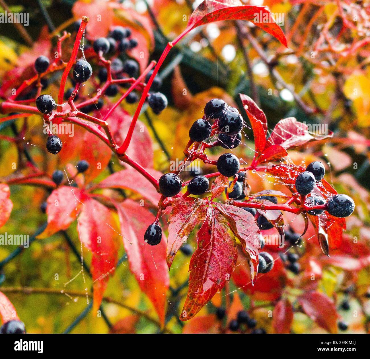 Berries and leaves of the red virginia creeper.Parthenocissus quinquefolia, Victoria creeper, five-leaved ivy, five-finger. Poisonous berries Stock Photo