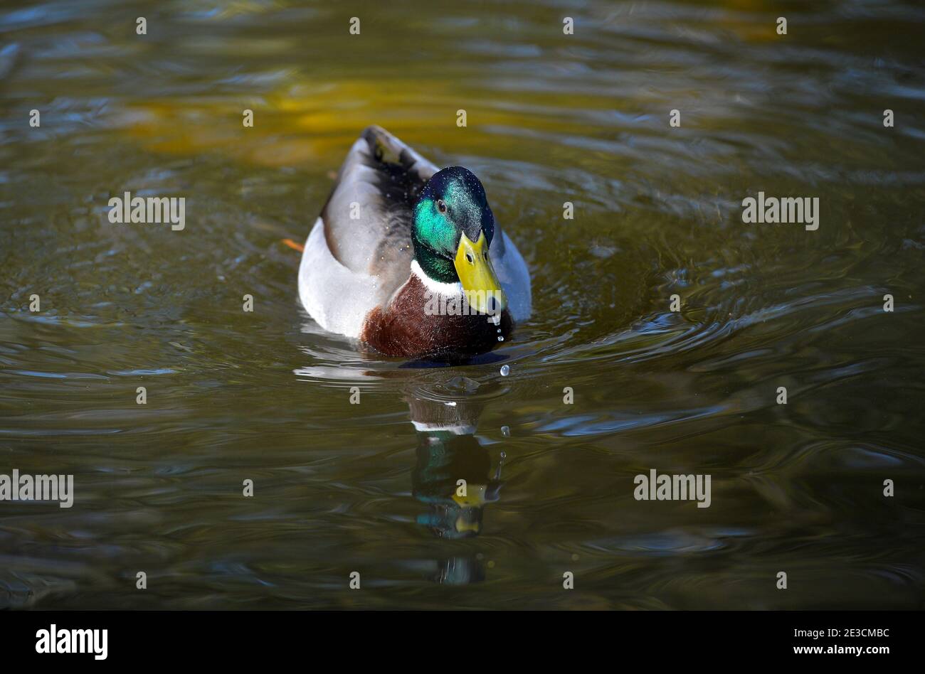 A Mallard duck in the sunshine Stock Photo - Alamy