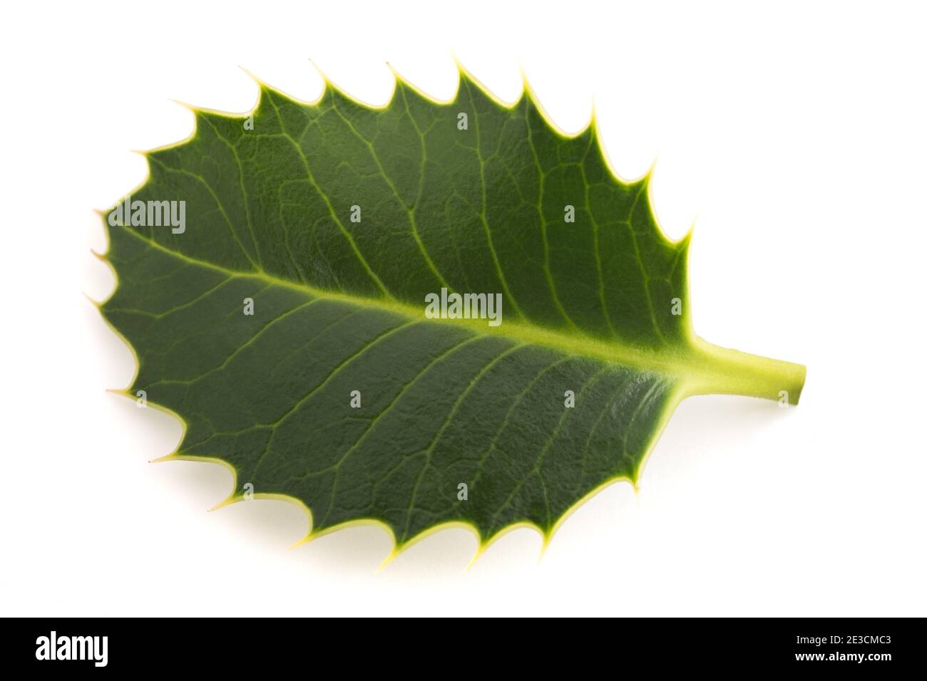 merrell holly leaf
