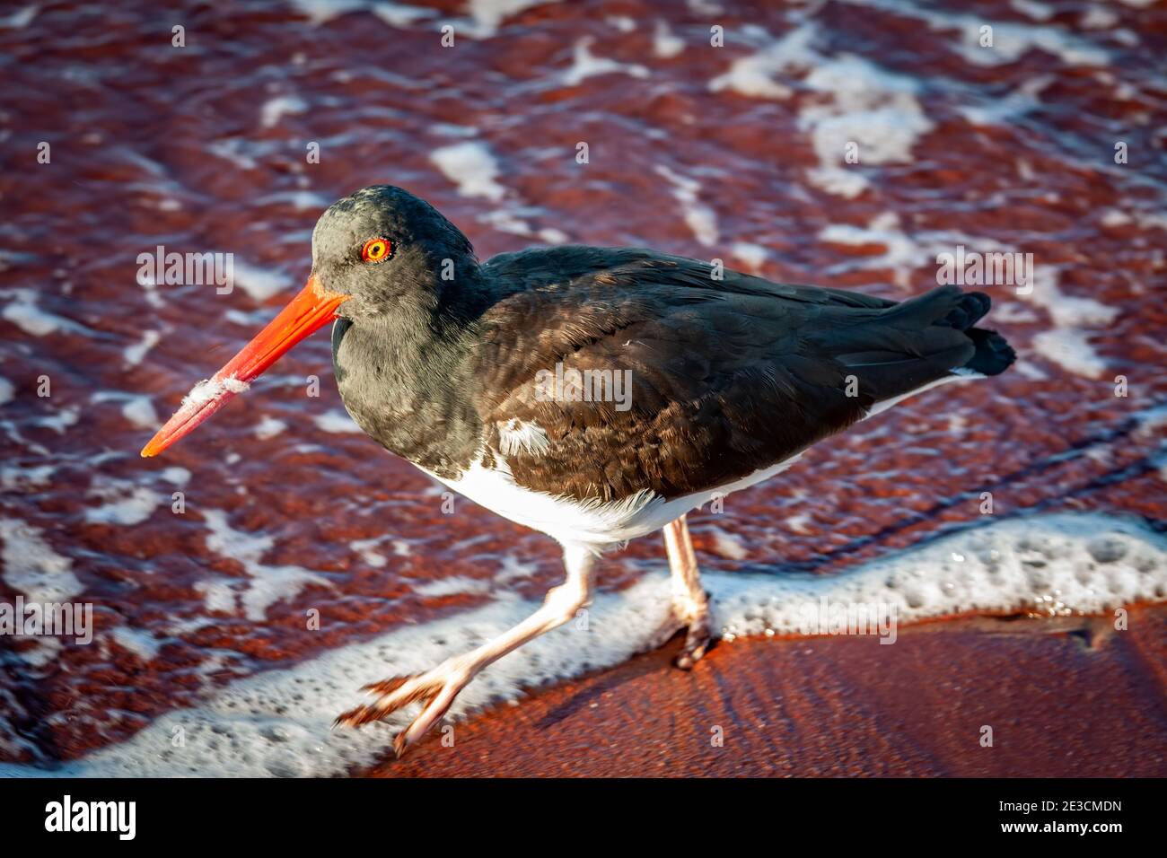 An American oystercatcher on a red sand beach in the Galapagos Stock Photo