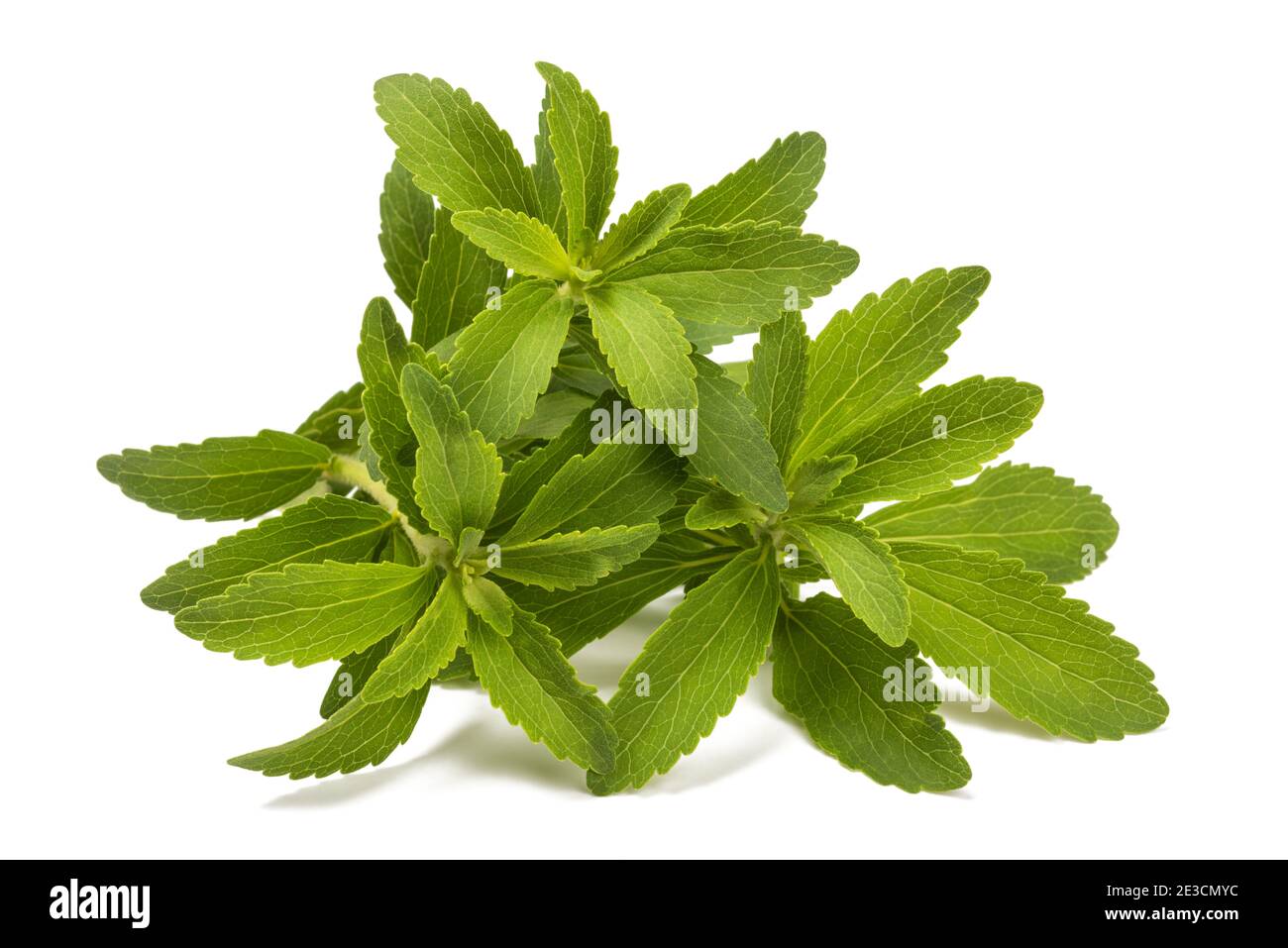 Stevia plants hires stock photography and images Alamy