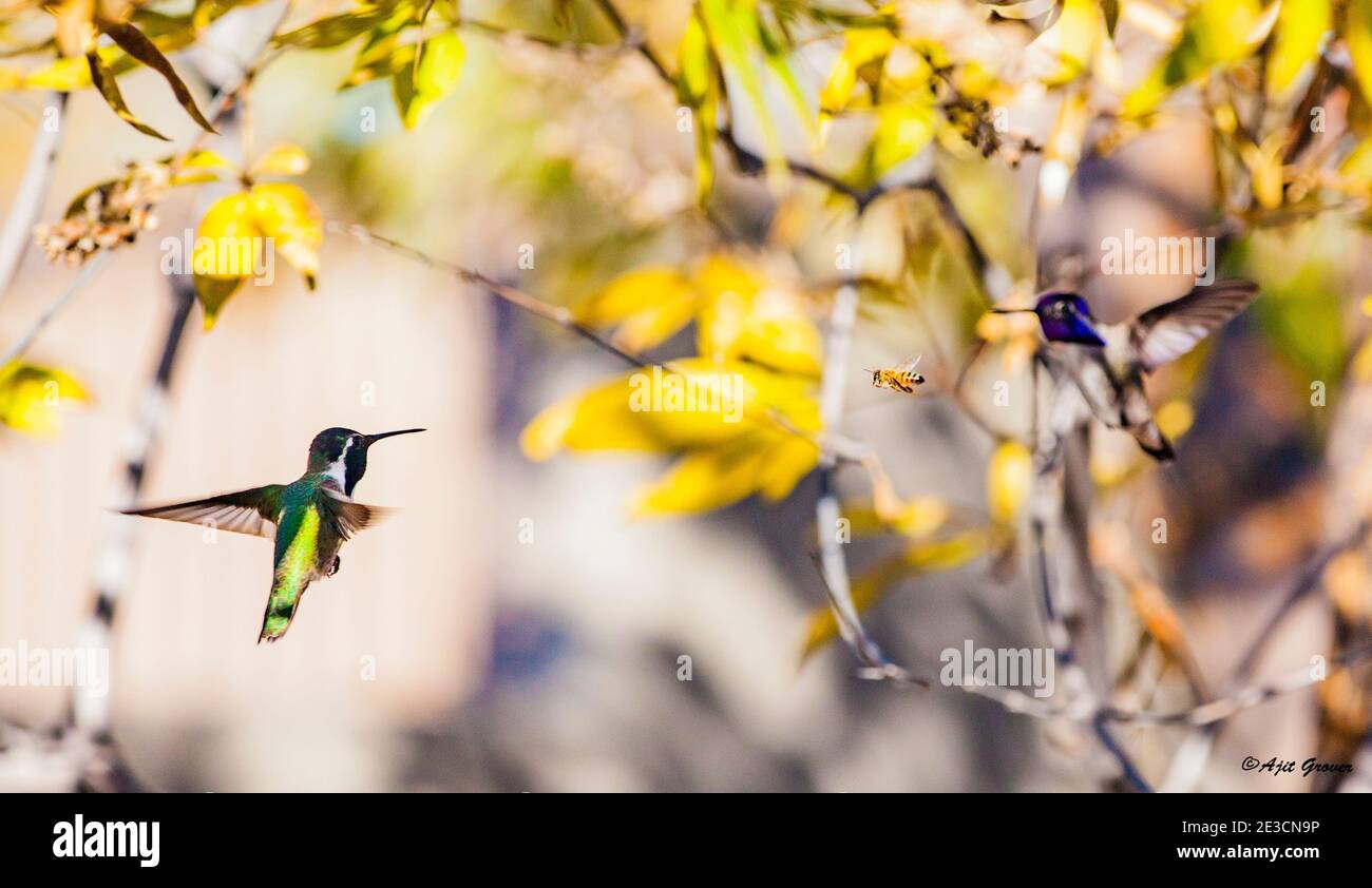 Humming bird - Stock Image