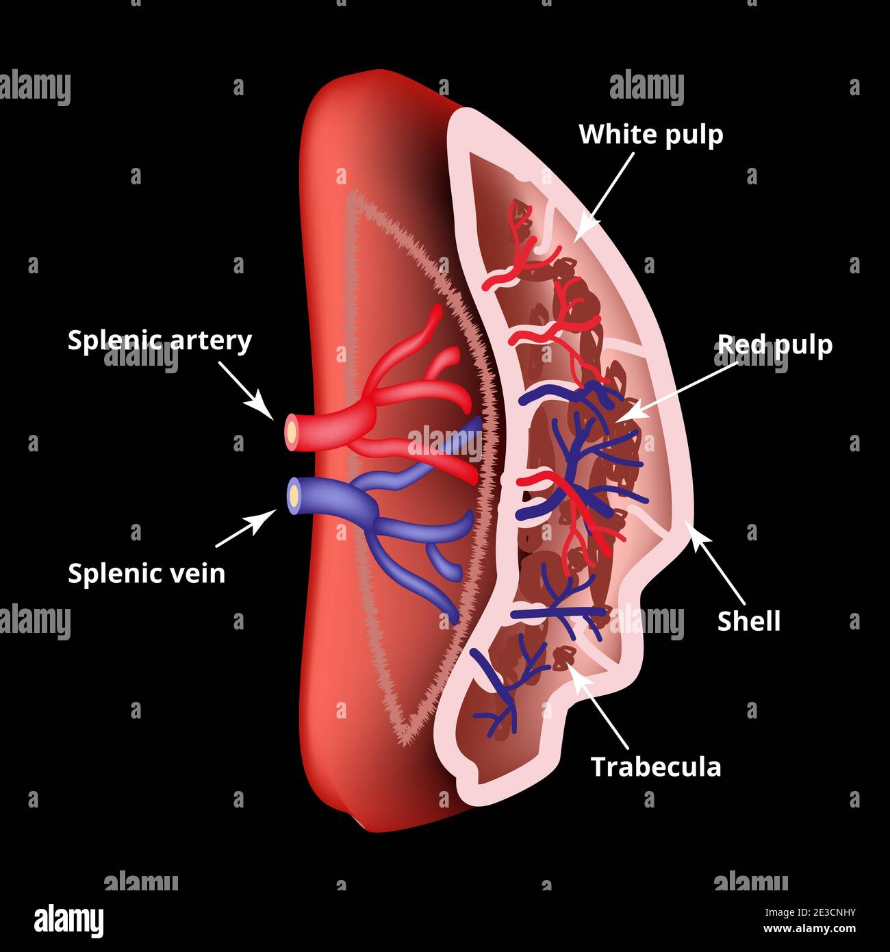 Anatomical structure of the spleen. Vector illustration. Stock Vector