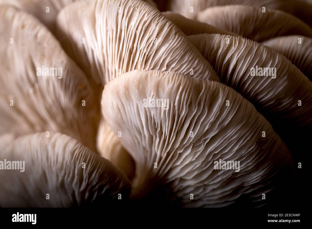 Oyster mushrooms. Closeup mushrooms texture. Food background Stock
