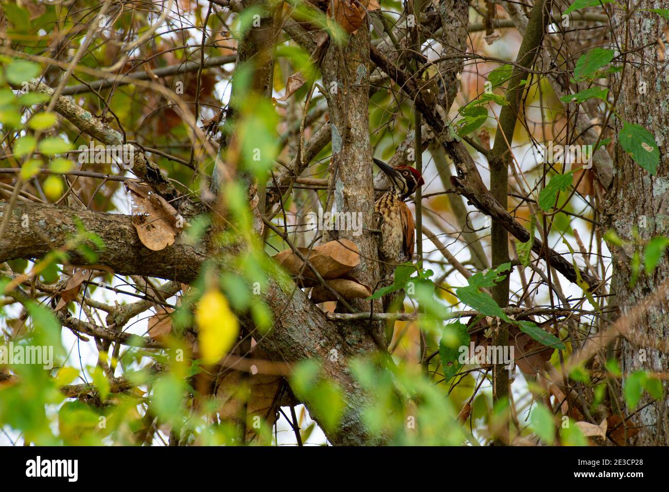 Birds Found In India Stock Photo - Alamy