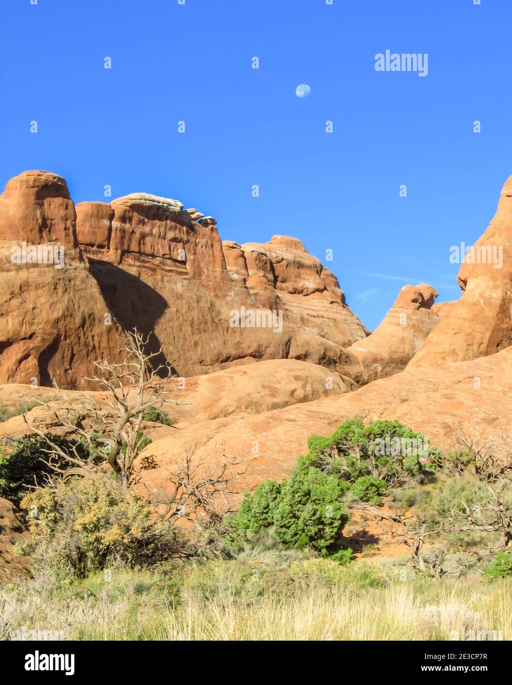 View of the high desert of Archers National Park, Utah, with Juniper-Pinyon Pine woodland with a cliff of Entrada Sandstone in the Background Stock Photo