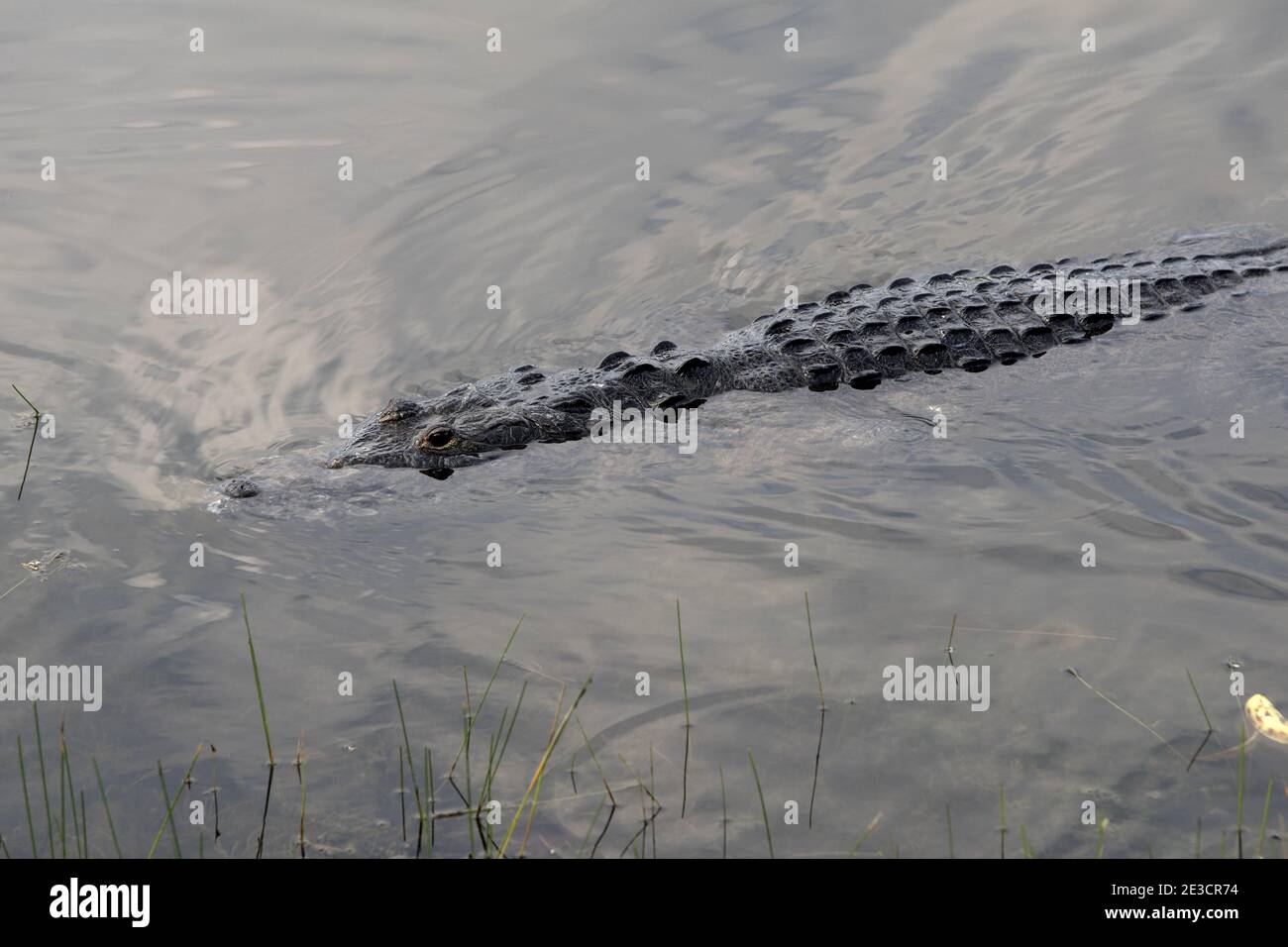 Guatemala, Central America: Crocodile swimming in the water Stock Photo
