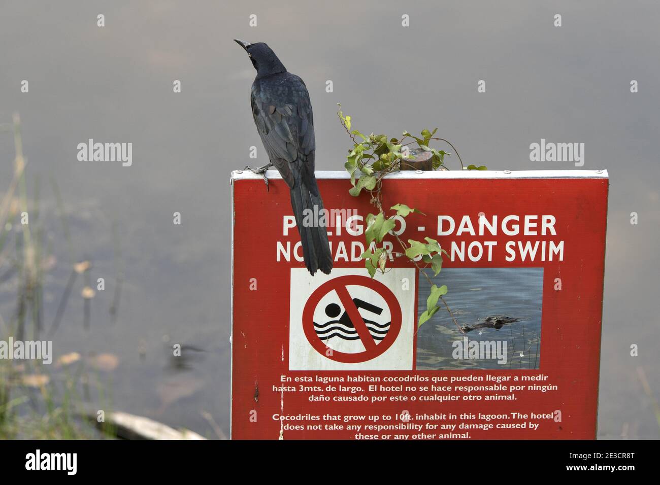 Guatemala, Central America: bird sitting on the red sign - swimming prohibited Stock Photo