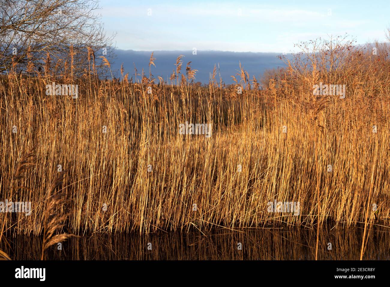 East Anglia fens landscape and vegetation - sedge grass and reeds, Burwell Fen, Burwell, Cambridgeshire UK Stock Photo