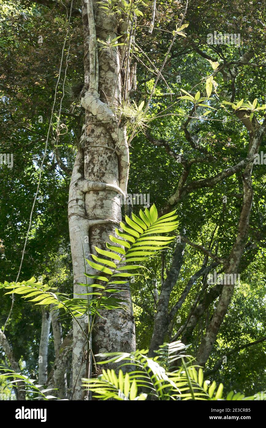 Yaxha, Guatemala, Central America: Strangler fig in the jungle Stock Photo