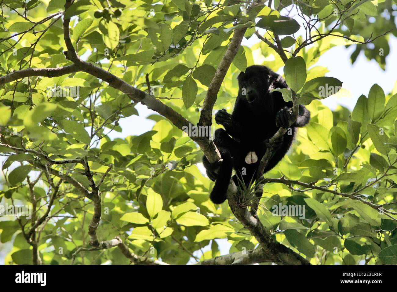 Yaxha, Guatemala, Central America: Howler monkey (genus Alouatta) on a tree in the jungle. Howler monkeys are among the largest of the New World. Stock Photo