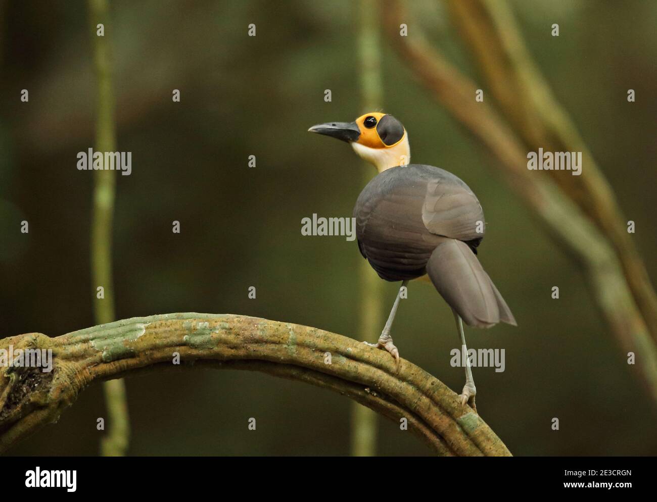 White-necked Picathartes (Picathartes gymnocephalus) adult perched on branch  Ghana                     February Stock Photo
