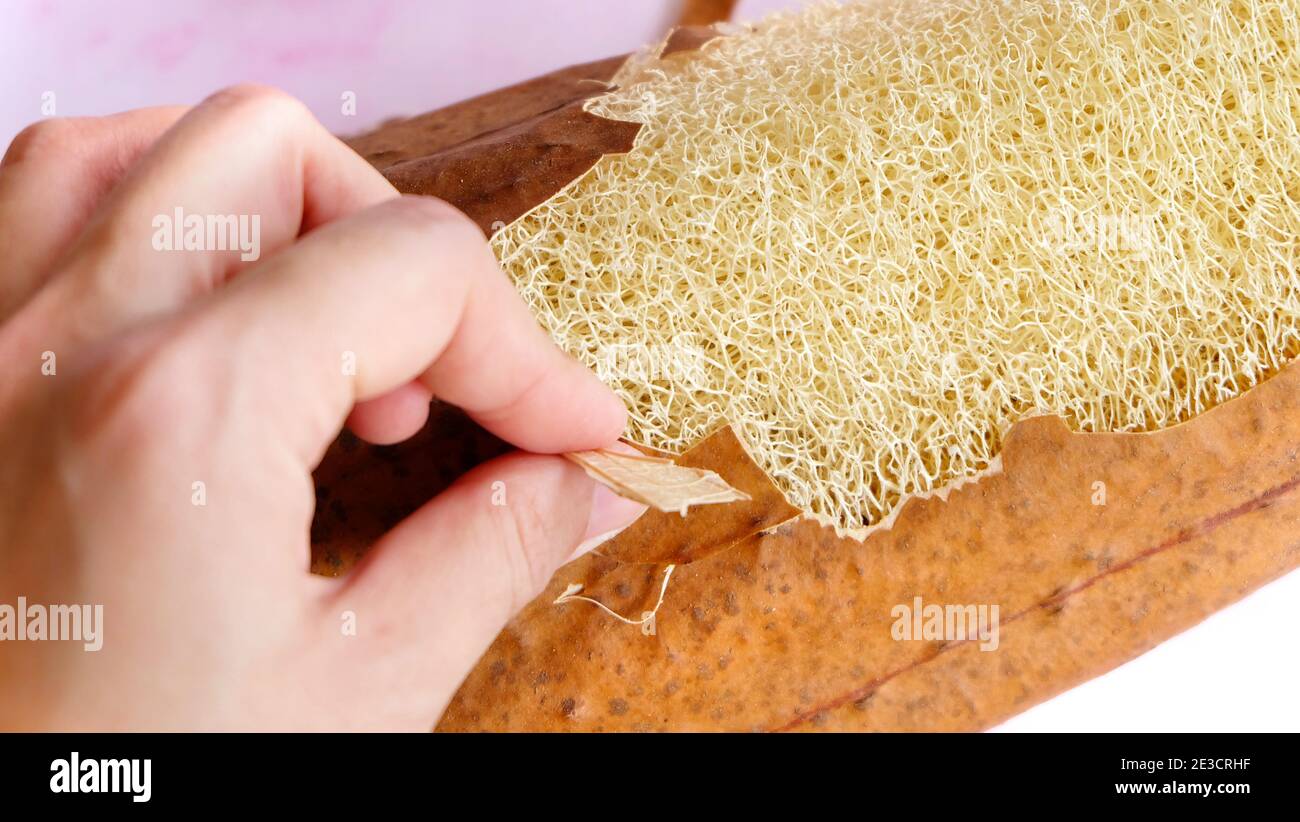 A hand peeling off the dry skin of the luffa plant, revealing the fibrous interior inside. Stock Photo