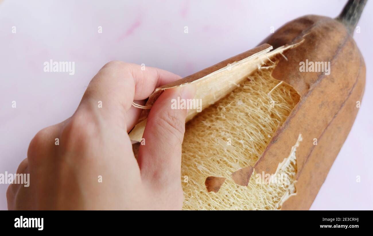 A hand peeling off the dry skin of the luffa plant, revealing the fibrous interior inside. Stock Photo