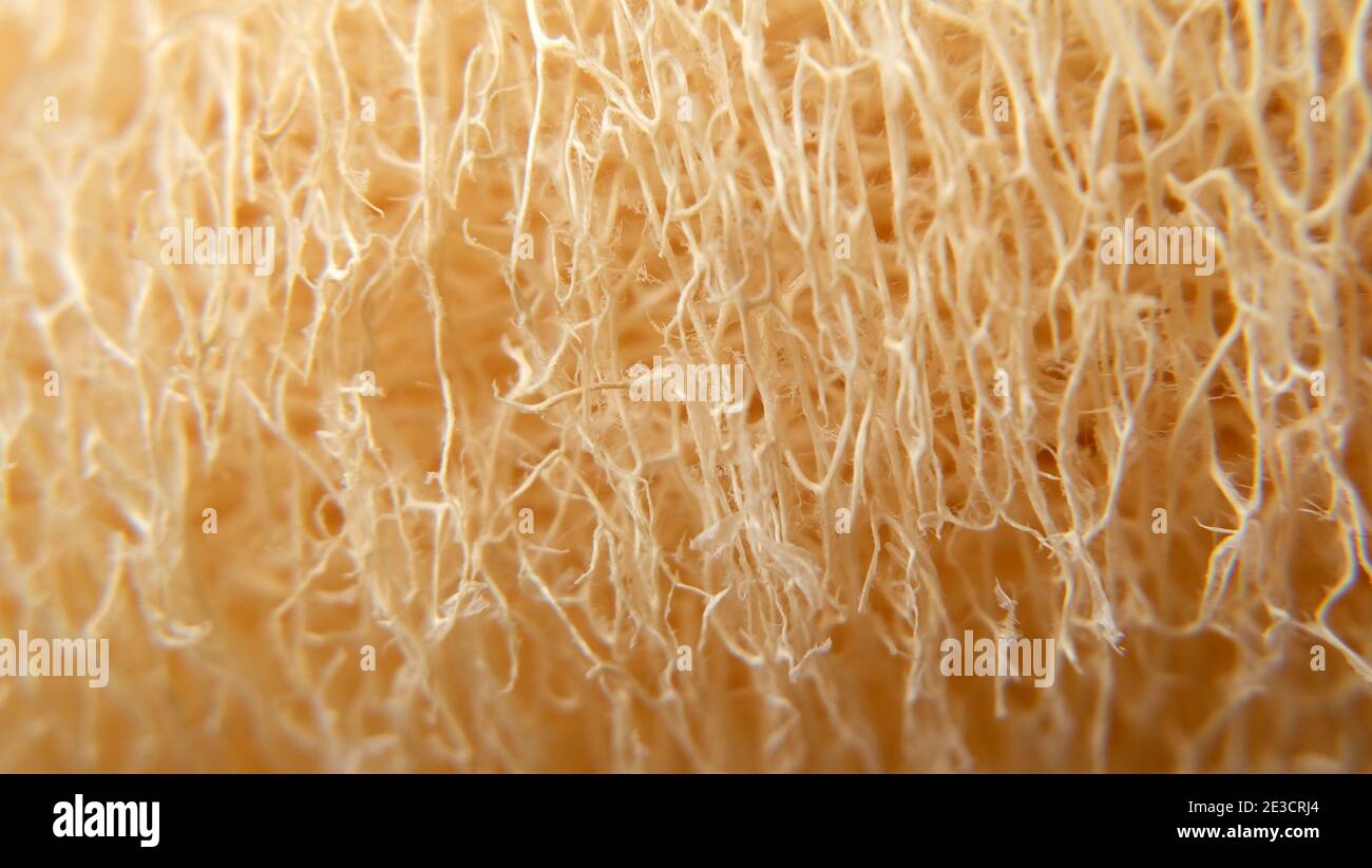 Closeup of the dry fibrous interior of the loofah or luffa fruit. Stock Photo