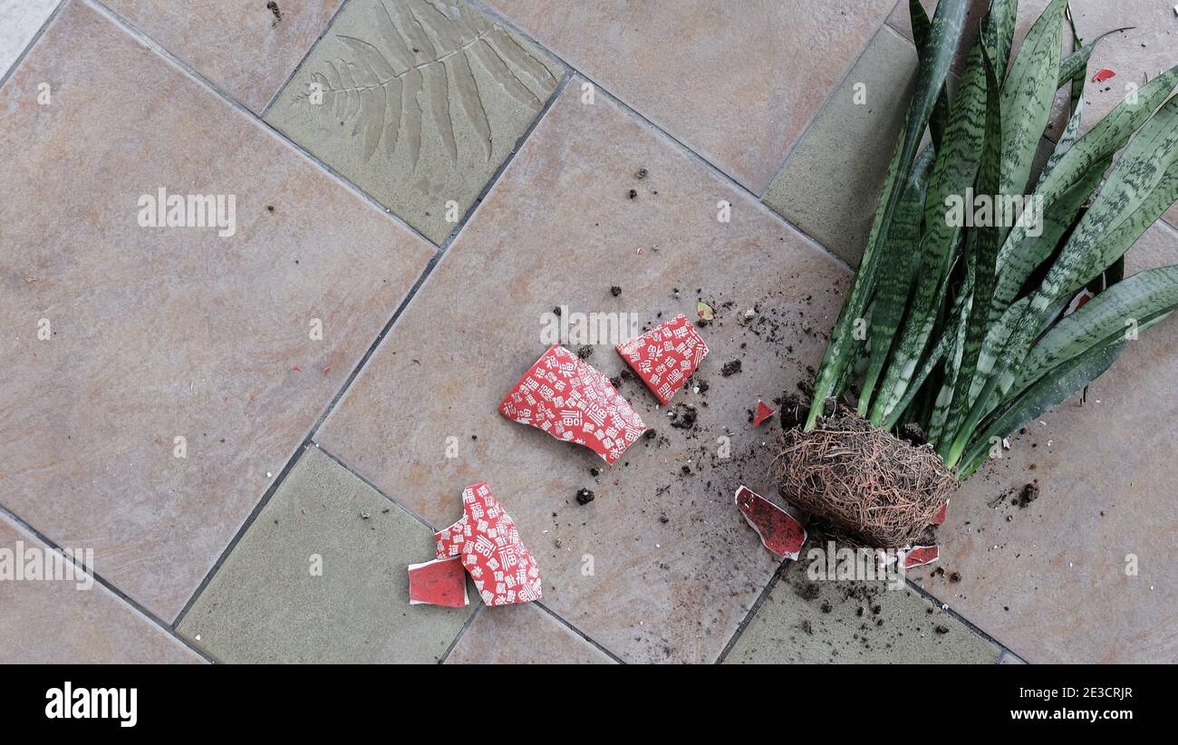 A fallen potted snake plant on the floor, with crashed and broken pieces of the pot scattered around. Stock Photo