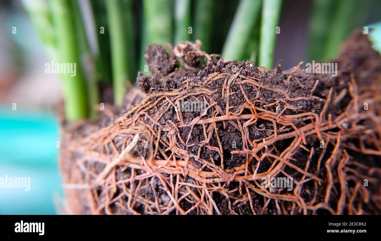 Closeup of roots of snake plant growing over dark soil, with the green leaves of the snake plant in the blurred background. Stock Photo