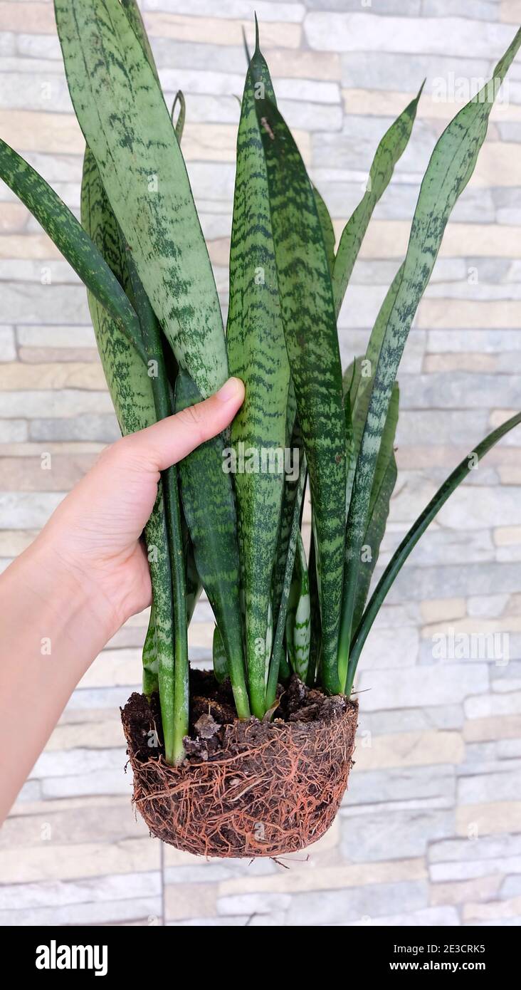 Hand holding leaves of snake plant, with the root portion exposed. Stock Photo