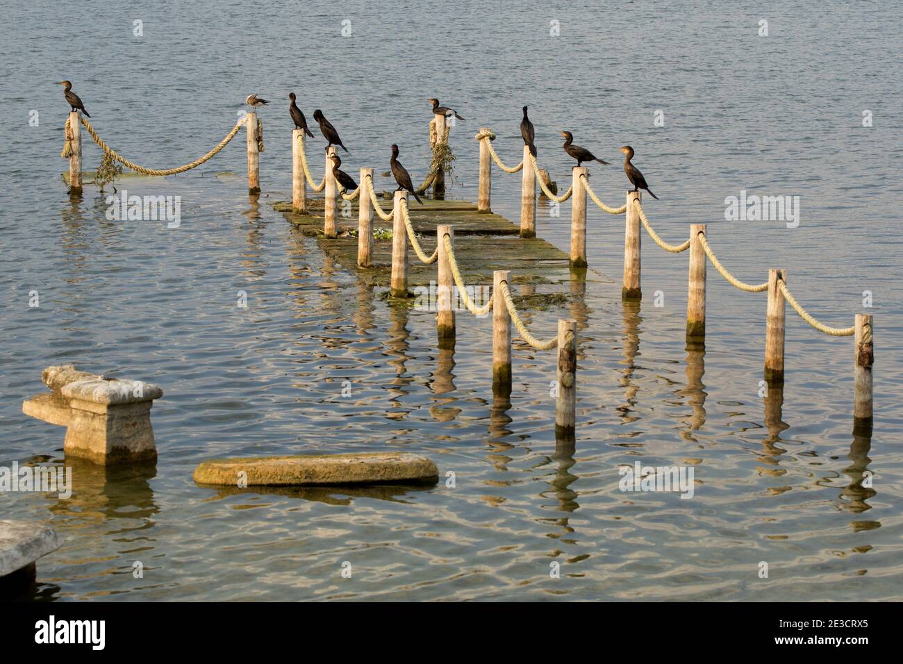 Flores, Guatemala, Central America: cormorants and seagull on a sinking rotten jetty in the evening sun Stock Photo