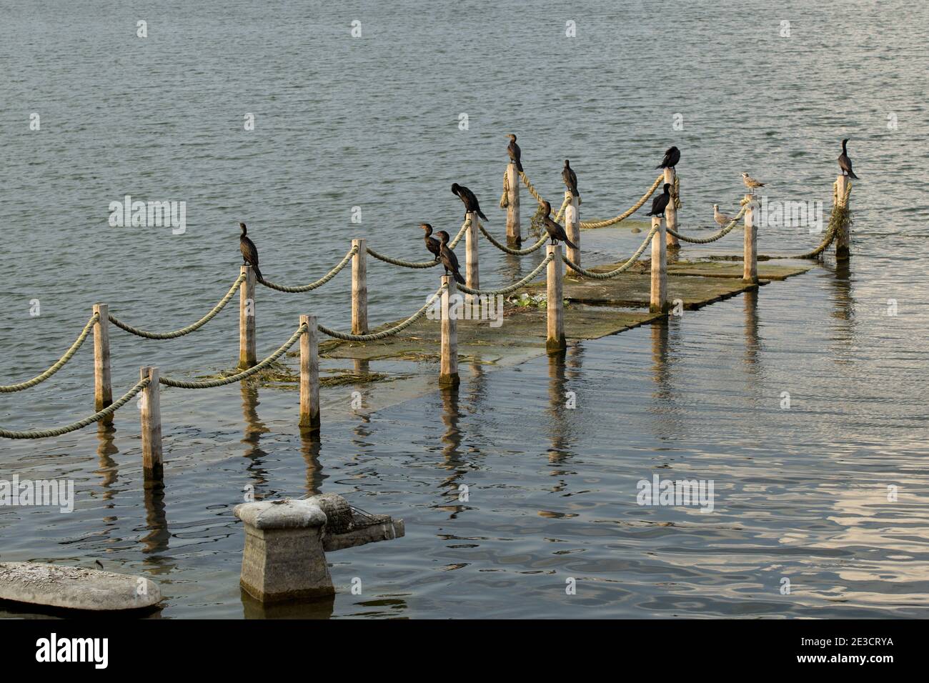 Flores, Guatemala, Central America: cormorants and seagull on a sinking rotten jetty in the evening sun Stock Photo
