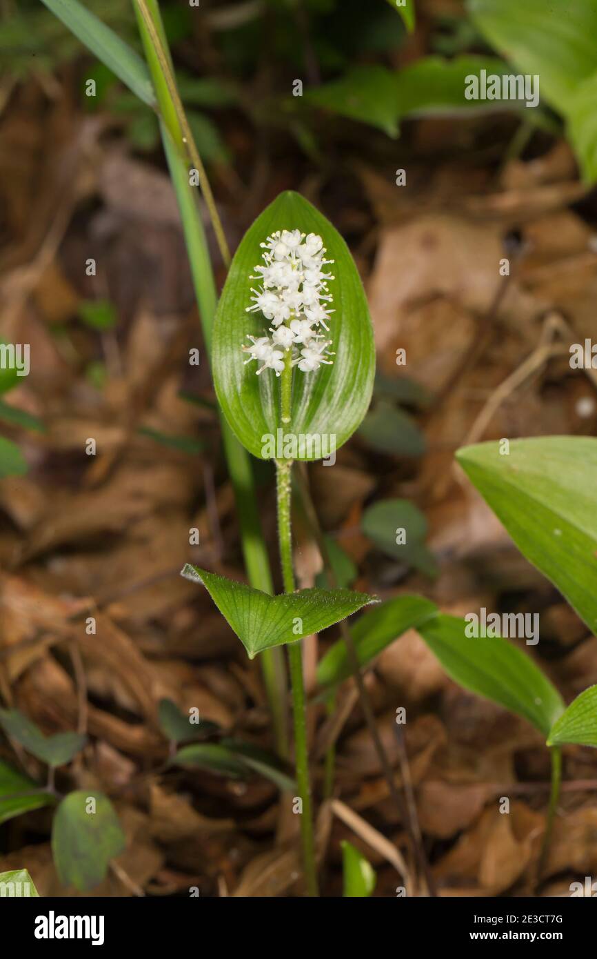 Canada Mayflower Maianthemum Canadense High Resolution Stock Photography And Images Alamy