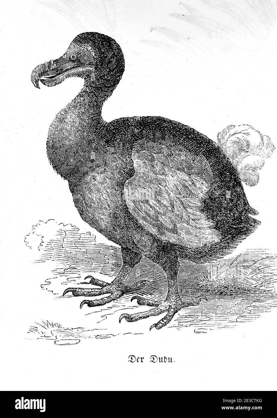 The Mauritian Dudu, an extinct bird, Swiss Calendar with stories about foreign animals and corresponding motives, St. Gallen Switzerland 1853 Stock Photo