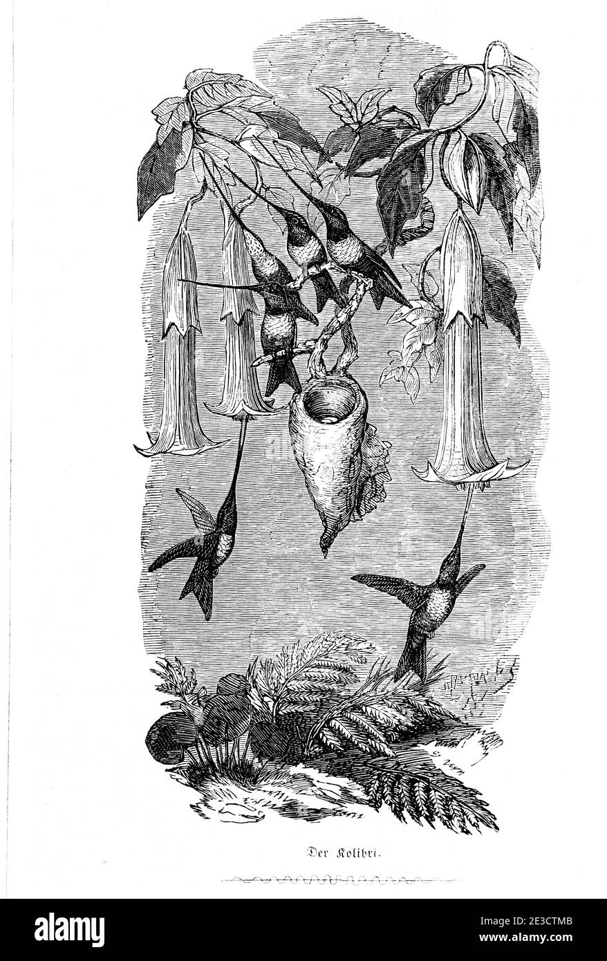 Hummingbees looking for food. Swiss Calendar with stories about foreign animals and corresponding motives, St. Gallen Switzerland 1853 Stock Photo