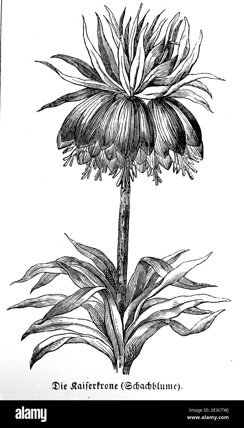 Kaiserkrone (Fritillaria imperialis) Crown Imperial, Swiss Calendar with poisonous plants and corresponding motives, St. Gallen Switzerland 1853 Stock Photo