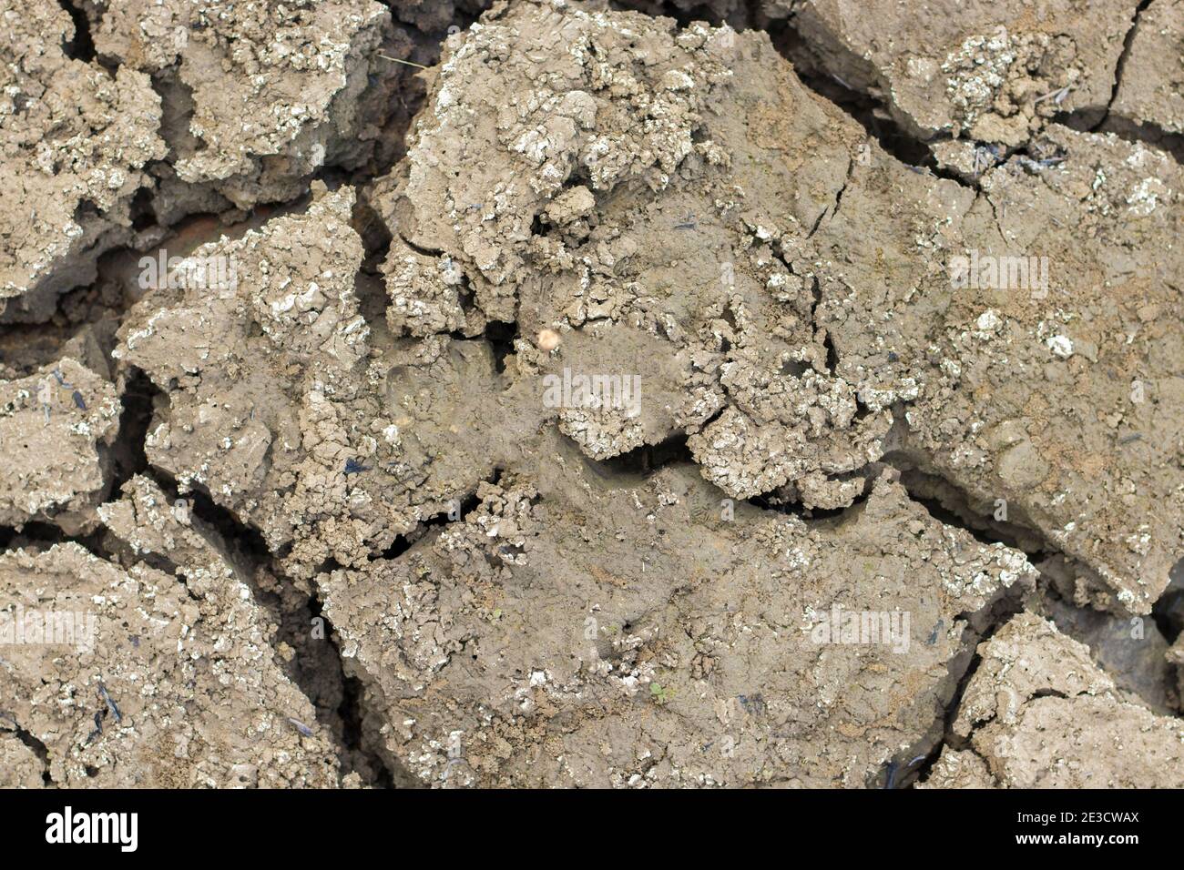 Cracked soil due to no rainfall and dry climate or drought. Stock Photo