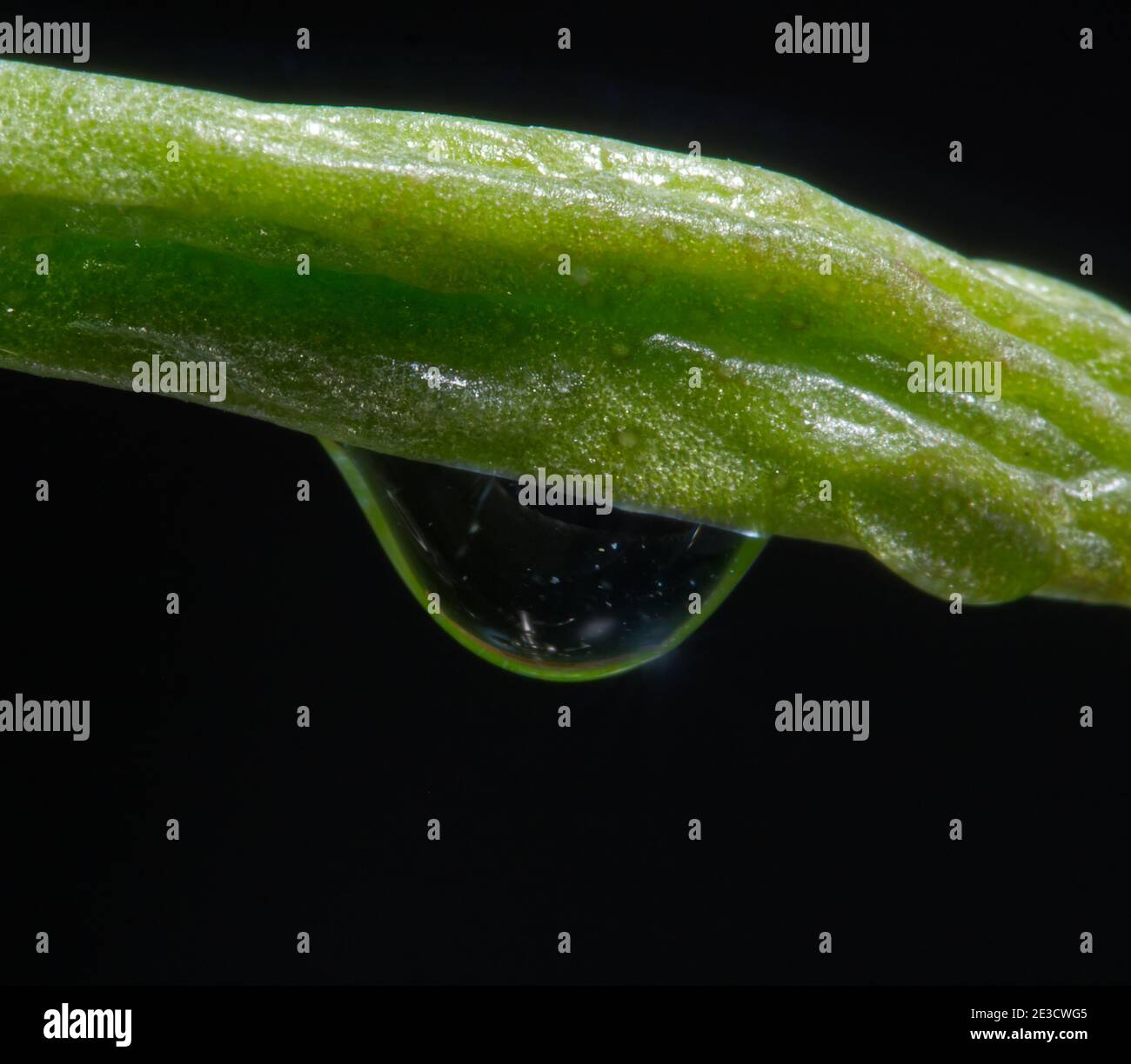 Abstract macro shots with water drop and black background Stock Photo
