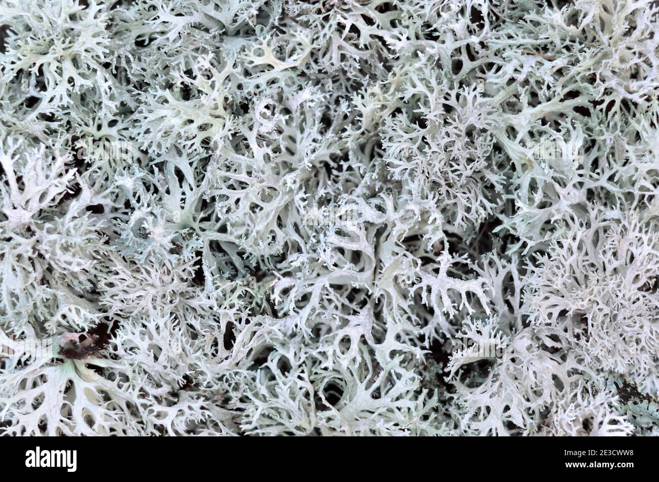 Evernia prunastri or oakmoss. Can be used the texture of lichens as a background, selective focus. Stock Photo