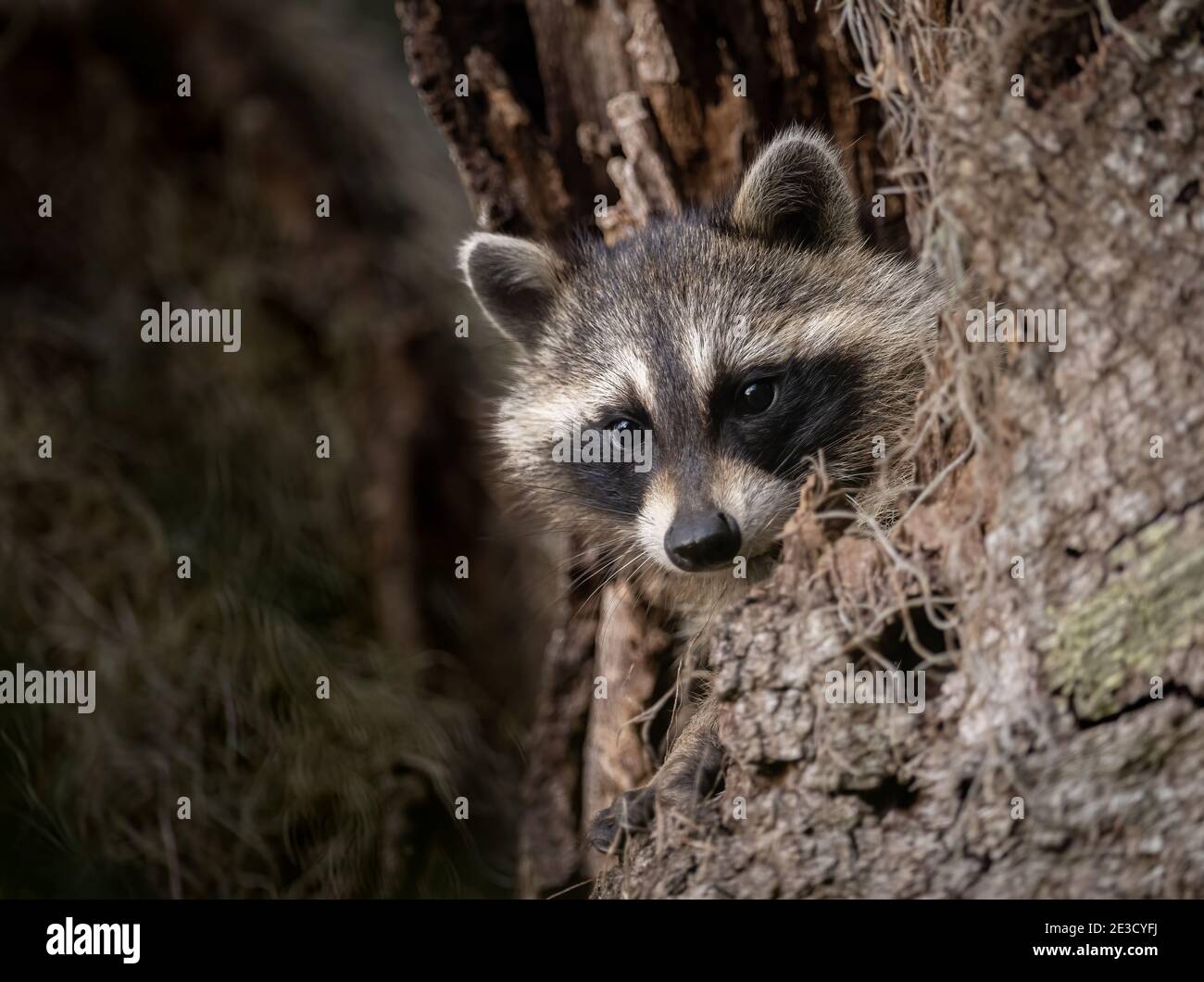 A Raccoon in Florida Stock Photo Alamy
