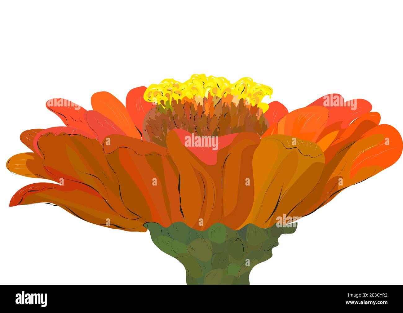 zinnia flower isolated on a white background Stock Vector