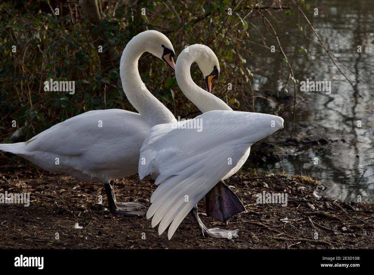 Swan visual data 5