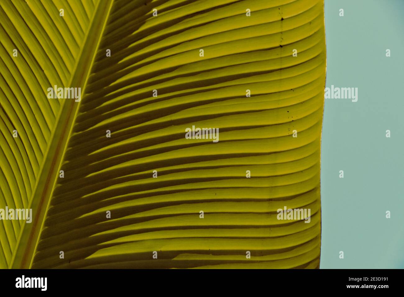 close up of the structure of a banana plant leaf against the blue sky