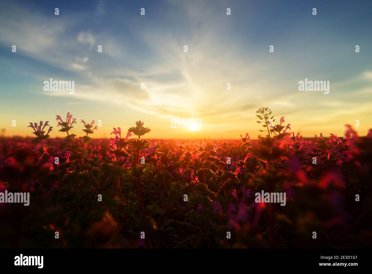 A field of henbit and purple deadnettle make for a compelling foreground to a vibrant sunset sky.  Clouds on the horizon draw the eye into the sun. Stock Photo
