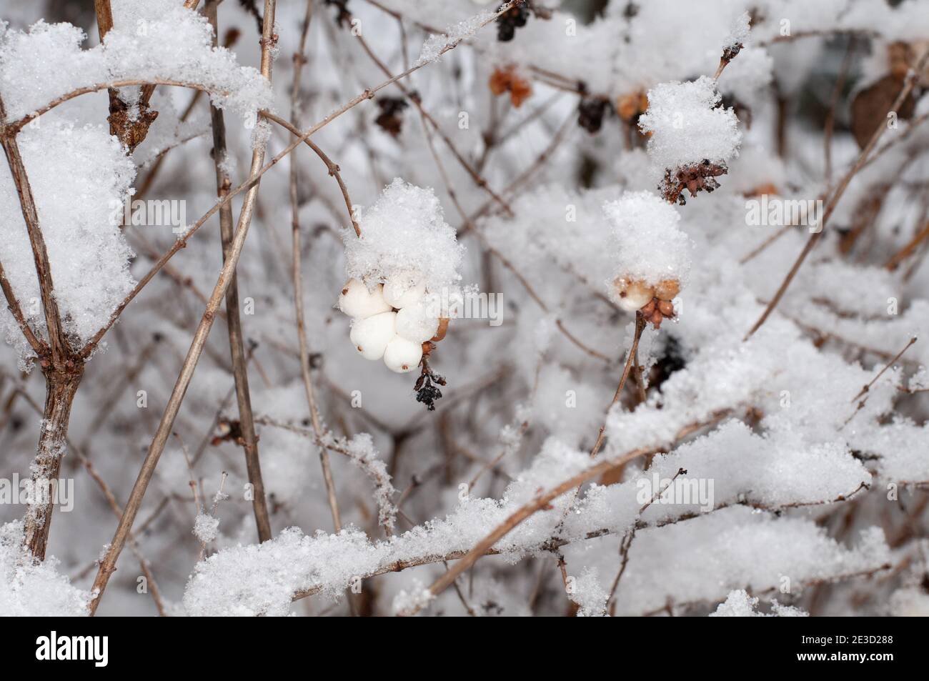 close-up of the poisonous white fruits of a snowberry bush with snow covered twigs in wintertime Stock Photo