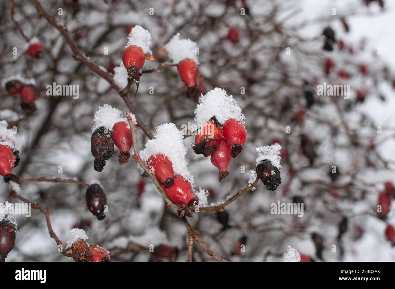 close up of snow on red hips of a dog rose shrub in winter Stock Photo ...