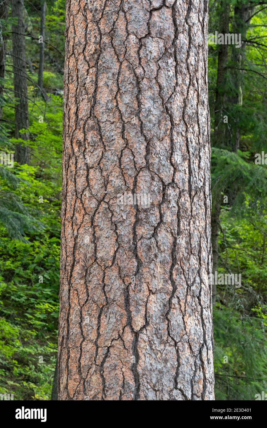 Ponderosa Pine Tree Bark