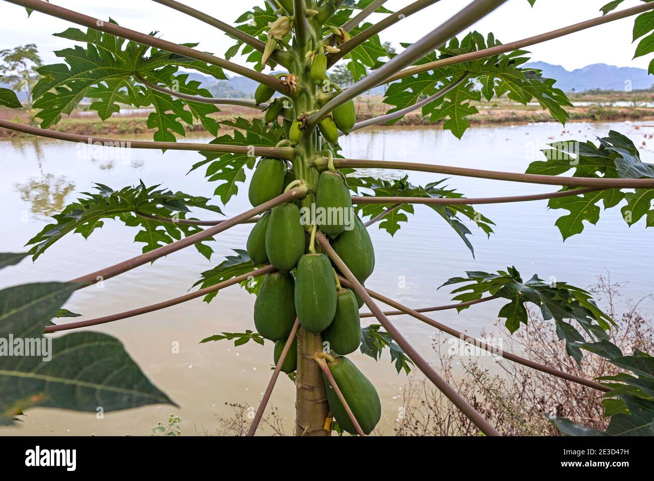 Green, unripe papayas growing on papaya tree (Carica papaya) in Vietnam Stock Photo