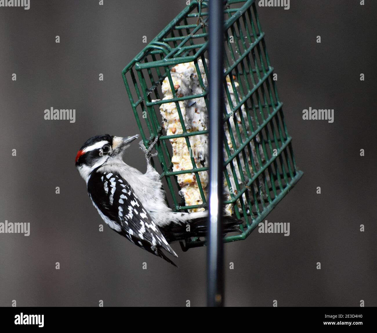 Downy woodpecker on suet feeder Stock Photo Alamy