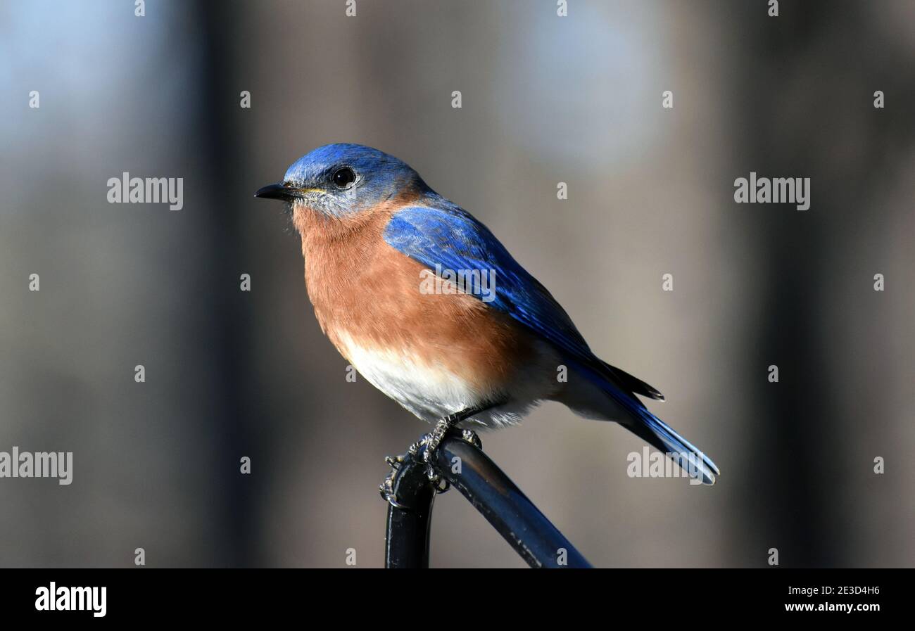 North Carolina perching Bluebird Stock Photo