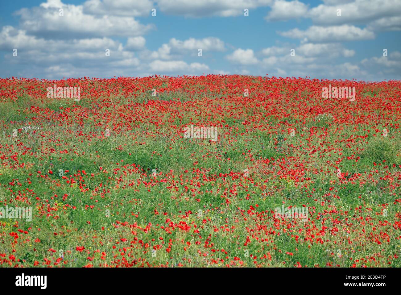 Poppies flower field in spring landscape Stock Photo - Alamy