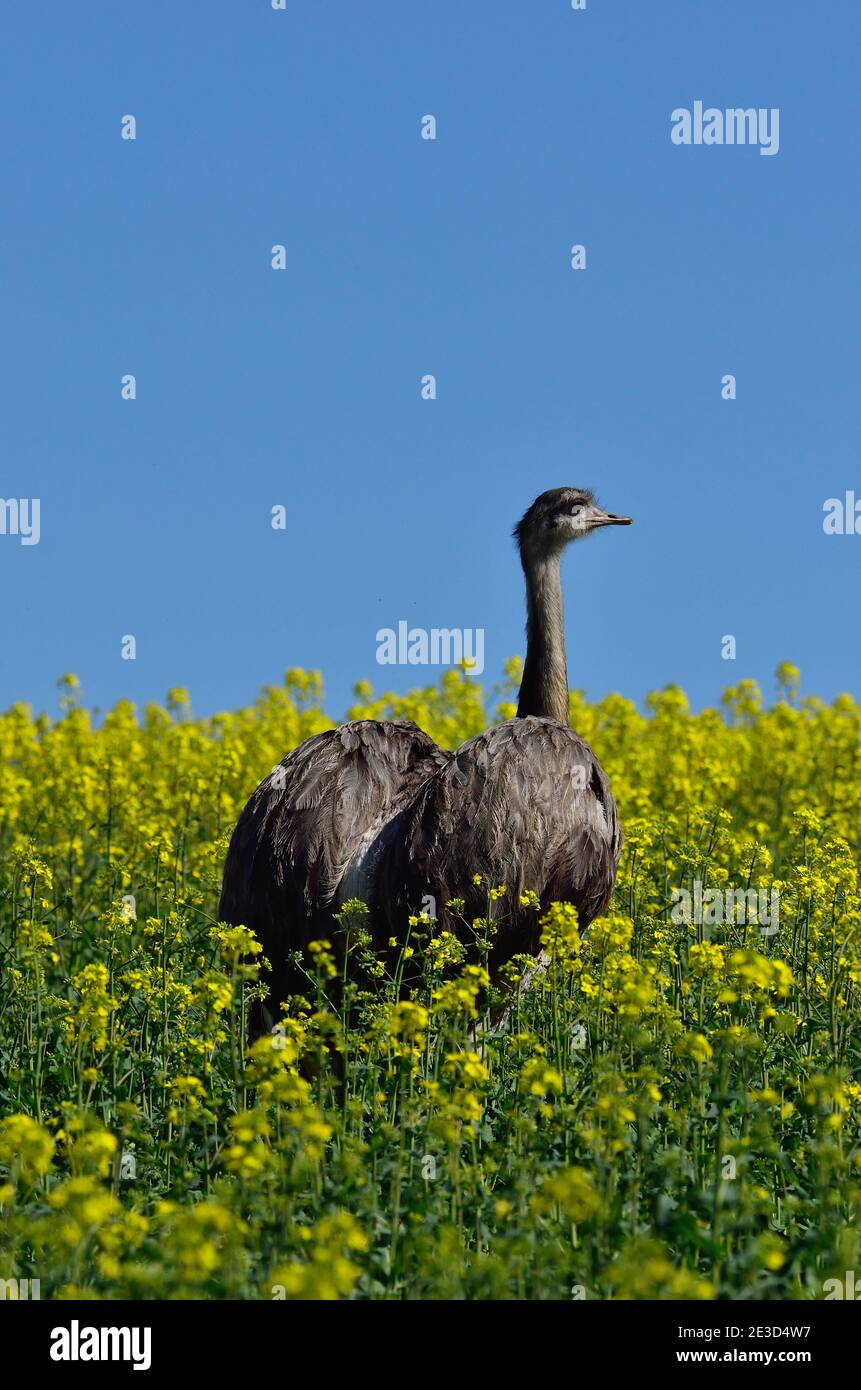 Rhea – rhea americana hi-res stock photography and images - Alamy